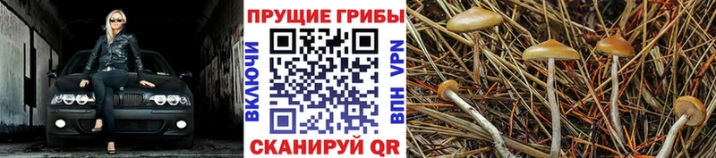 Псилоцибиновые грибы Magic Shrooms  купить закладку  Устюжна 